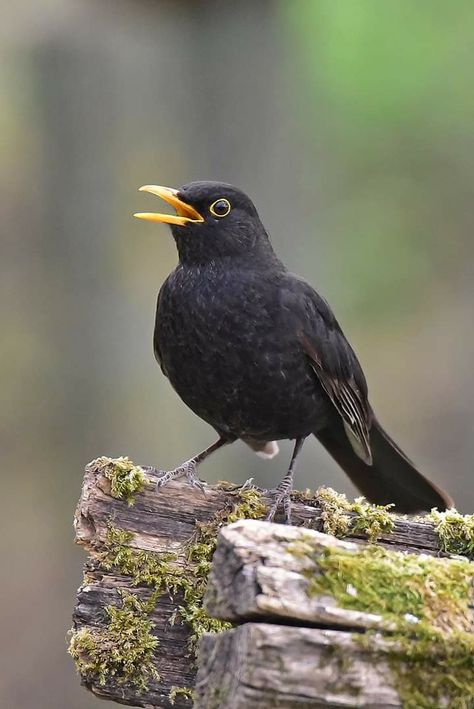 Common Blackbird, Singing Drawing, Blackbird Singing, Dead Of Night, Blackbird Designs, Birds And The Bees, Brown Bird, Bird Pictures, Bird Photo