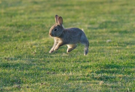 Bunny hopping ✿⊱╮ Bunny Lady, Bunny Stuff, Cute Bunny Pictures, Dog Pics, Fluffy Bunny, Pet Bunny, Bunny Pictures, Sweet Animals, 귀여운 동물