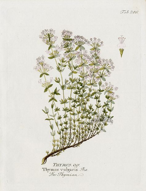 Thyme, Thymus vulgaris from 1800 Original Fruit Prints, Herbs Greek Plants, Herb Tattoo, Flowering Herbs, Plant Aesthetics, Shakespeare Garden, Old Flowers, Thymus Vulgaris, Plant Drawings, Plant Sketches