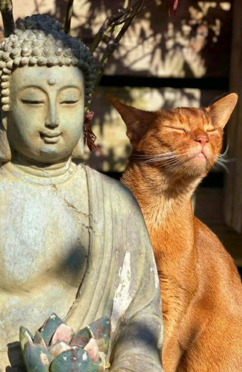 Pema Chödrön, Lesson 1, Domestic Cat, Cat Aesthetic, Cat Adoption, Animal Planet, State Of Mind, Guided Meditation, Crazy Cat Lady