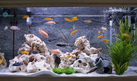 Cichlids in an Aquarium 55 Gallon Aquarium, Cichlid Tank, Custom Aquarium, Acrylic Aquarium, Diy Aquarium, Aquarium Setup, Different Fish, African Cichlids, Aquarium Plants