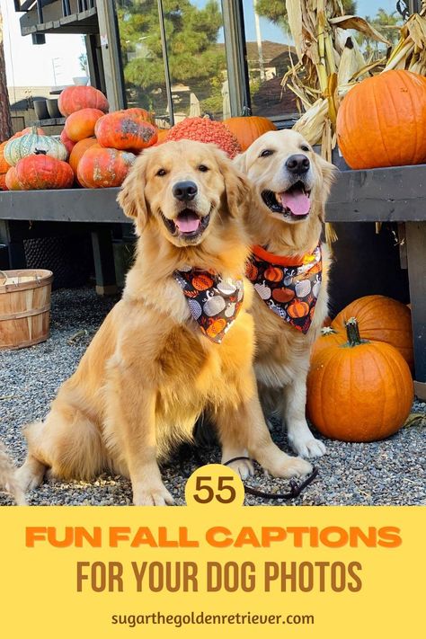 Fall season is a fun time to take photos of your dog. Here are 55 + captions / quotes you can use to share your #fallseason #dogphotos - #fallcaptions #instagramfallcaptions #goldenretrievers Dog Treat Instagram Captions, Fall Dog Sayings, Dog Halloween Sayings, Halloween Dog Quotes, Fall Dog Instagram Captions, Dog Halloween Photoshoot, Fall Dog Photoshoot, Dog Thanksgiving Pictures, Fall Dog Photos