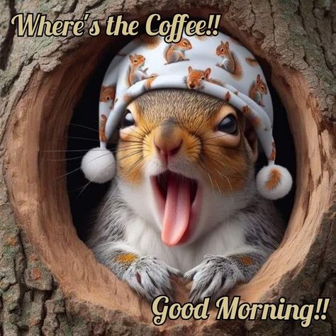 Good Morning Squirrel Images, Good Morning Squirrel, Coffee Messages, Crazy Squirrel, Squirrel Memes, Funny Squirrel Pictures, Coffee Good Morning, Good Morning Cat, Happy Squirrel