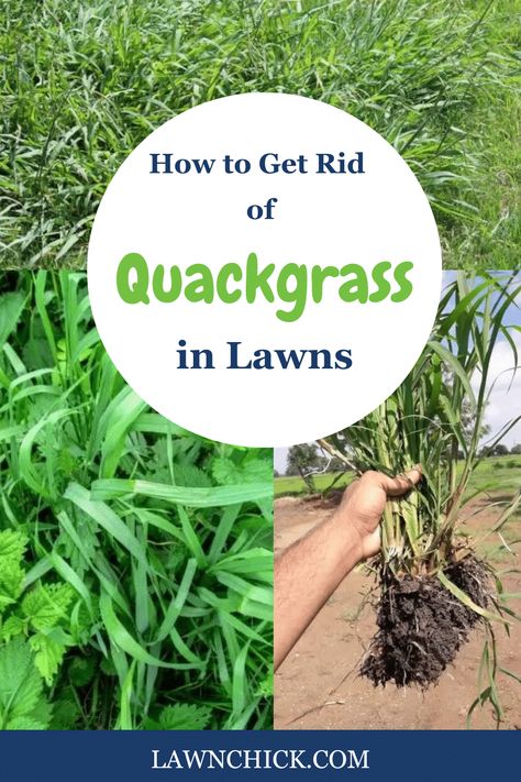 If you have weeds on your lawn, there's a strong chance one of them is quackgrass. It's one of the most common lawn weeds in the United States. It's fast-growing and has a creeping (lateral) growth pattern. Plus, it can grow surprisingly tall. You'll probably see this weed growing the most in cooler weather. This blog post gives you all the information you need to identify quackgrass, plus it reveals how to get rid of it. We take you through all the options for controlling this weed. Common Lawn Weeds, Lawn Weeds, Weeds In Lawn, Lawn Care Tips, Types Of Grass, Healthy Lawn, Root System, Orange Oil, Cooler Weather