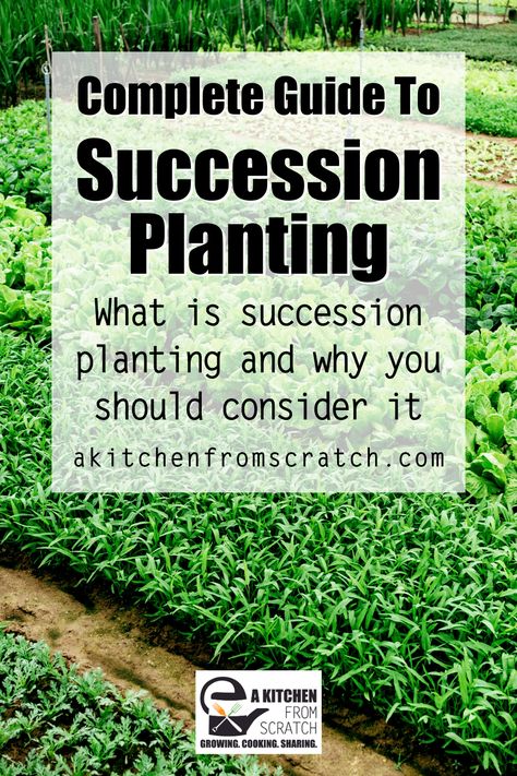 Are you interested in succession planting for continuous crops? If so, check out our complete guide to succession planting. In this guide, we explain what succession planting is and how it can benefit your garden. We also provide tips on how to succession plant your crops so you can enjoy a continuous harvest all season long! Succession Planting Chart, Succession Gardening, Trad Life, Harvesting Broccoli, Edible Flower Garden, Types Of Lettuce, Berry Patch, Summer Gardening, How To Make Compost