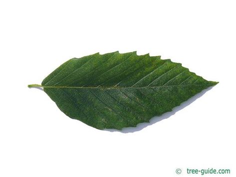 american beech (Fagus grandiflora) leaf Beech Tree Leaves, Beech Leaves, Beech Leaf, Beech Trees, Leaf Projects, Beech Tree, Deciduous Trees, Tree Leaves, The Soil