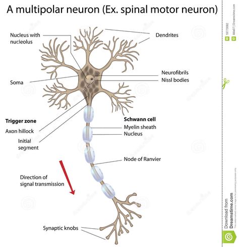 Specialised Cells, Neuron Diagram, Zoology Notes, Biological Psychology, Studying Hacks, Flo Living, Types Of Neurons, Biology Diagrams, Free Microsoft Word