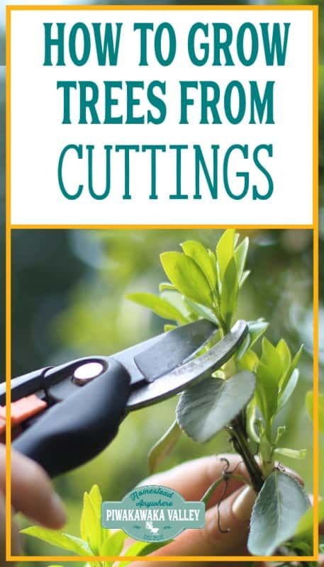 How To Propagate Fruit Trees, How To Plant Shrubs, How To Propagate Trees From Cuttings, How To Propagate Shrubs, Grow Trees From Cuttings, Propagating Shrubs From Cuttings, Easy Plant Propagation, How To Propagate Plants From Cuttings, Easy Propagating Plants