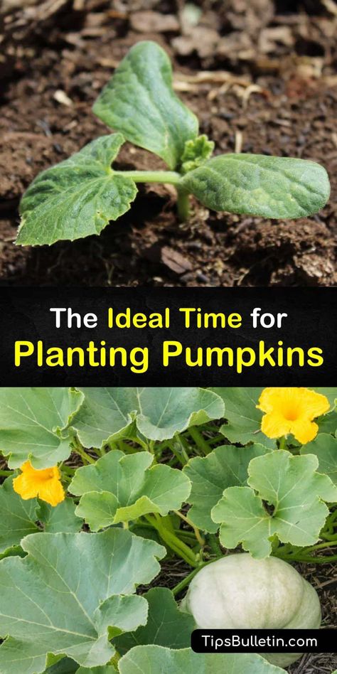 Planting Pumpkins Ideas, When Do You Plant Pumpkins, How To Dry Pumpkin Seeds To Replant, Pumpkin Plants How To Grow, Garden Pumpkin Patch, Pumpkin Planter Ideas, How To Plant Pumpkins From Seeds, Growing Mini Pumpkins, Growing A Pumpkin Patch