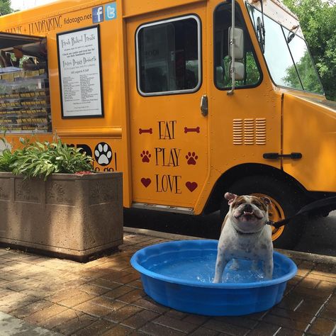 Fido To Go™️- Dog Food Truck on Instagram: “Hey everyone: We will be filming for @windycitylive tomorrow morning at 10:45am! Hope you can stop over with your humans on State and Lake…” Dog Food Truck, Apartment Dogs, Food Truck Design, Dog Store, Truck Design, No Bake Treats, Freshly Baked, Dog Food, Food Truck