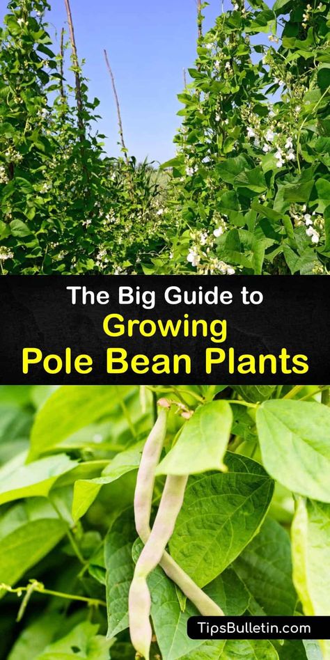 Learn how to plant pole bean seeds in your veggie garden for an abundant harvest throughout the growing season. Grow bean varieties, such as Kentucky Wonder, Blue Lake, and green beans, in full sun with a teepee trellis for your favorite recipes and canning. #howto #planting #polebeans Growing Pole Beans, Plant Pole, Green Bean Seeds, Growing Green Beans, Growing Beans, Bean Varieties, Vegetable Benefits, Bean Plant, Succession Planting