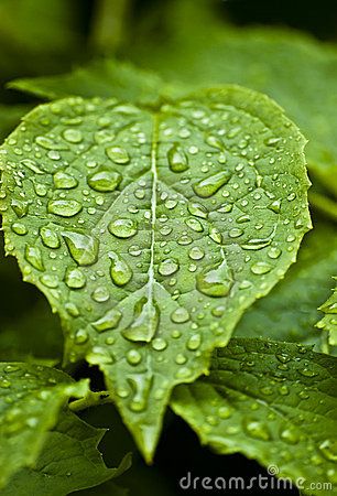 Rain on leaf Soil Texture, Waterwise Garden, Organic Mulch, Fine Gardening, Sandy Soil, Water Wise, Soil Improvement, Drought Tolerant Plants, Plant Roots