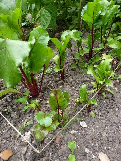 Growing Beetroot, Growing Beets, Growing Celery, Biennial Plants, Growing Lettuce, Starting A Vegetable Garden, Fall Vegetables, Plants Growing, Veggie Patch