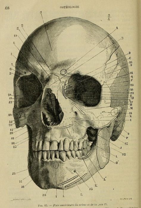 Medicine Illustration, Medical Drawings, Medical Textbooks, Eyes Artwork, Human Anatomy Art, Anatomy Sketches, Medical Anatomy, Anatomy Study, Vintage Medical