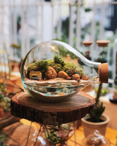 This Company Makes Incredible Micro Ecosystems In Pots And You Will Definitely Want One In Your Home Terrarium Jar, Miniature Terrarium, Beautiful Terrariums, Mini Terrarium, Bottle Garden, Two Ladies, Terrarium Diy, Garden Terrarium, Terrarium Plants