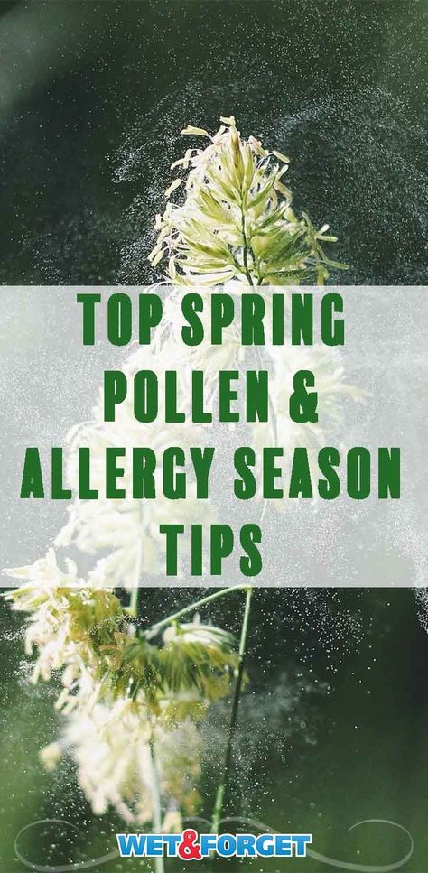 Follow these key tips to get through this spring's allergy season! Spring Allergies, Allergy Shots, Allergy Season, Natural Remedies For Allergies, Neti Pot, Allergy Remedies, Polar Vortex, Pollen Allergies, Spring Air