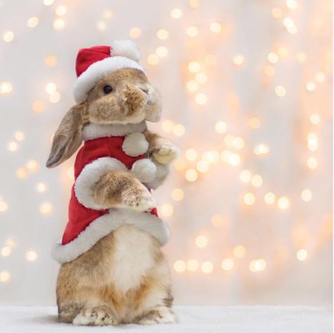 Little Bunny PuiPui Wears Adorably Distinguished Costumes Made For Him by His Human Animal Photoshoot, Bunny Mom, Cute Bunny Pictures, Christmas Bunny, Kawaii Christmas, Bunny Pictures, Pet Bunny, Pet Rabbit