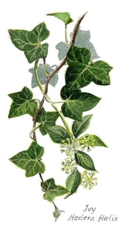 Ivy Tattoo, Holly And Ivy, Ivy Vine, Vine Tattoos, Ivy Plants, Green Ivy, Ivy Leaf, Plant Drawing, Botanical Drawings