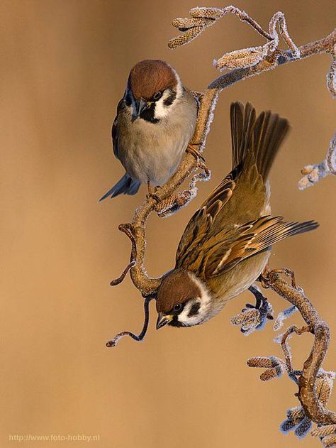 . Animals In Love, Japanese Drawing, Sparrow Art, Sparrow Bird, Japanese Drawings, Sparrows, Two Birds, Bird Pictures, Bird Drawings