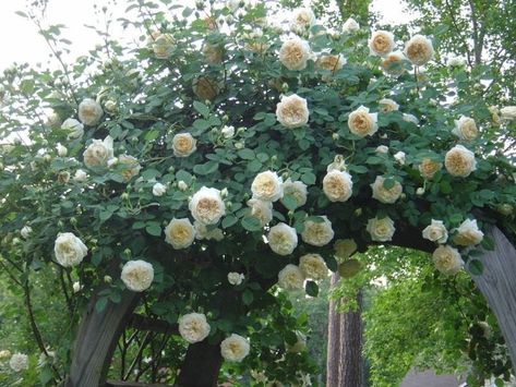 How to grow Claire Austin climbing rose in UK? Claire Austin Rose, David Austin Climbing Roses, Wollerton Old Hall, Bush Garden, Photo Flowers, Austin Rose, Rose Trees, Moon Garden, David Austin Roses