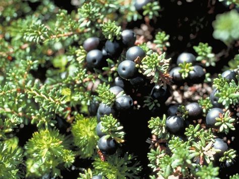 Crowberry Syrup Lady Bird Johnson Wildflower Center, Seed Collection, University Of Texas At Austin, Lady Bird Johnson, Blueberry Bushes, Berry Juice, Seed Bank, Green Fruit, Evergreen Plants