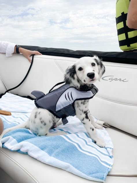 Puppy Life Jacket, Fluffy Dalmatian Puppy, Dalmatian Aesthetic, Cute Dalmatian, Dalmatian Puppies, Puppies Near Me, Cute Dogs Images, Dalmatian Puppy, Cute Animals Puppies