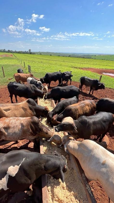 Farming Photo, Farming Lifestyle, Agriculture Pictures, Foto Cowgirl, Farm Work, Cattle Farm, Farm Plans, Farm Business, Future Farms