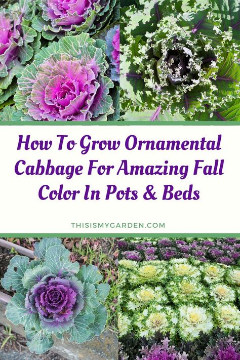 Flowering Cabbage Planters, Ornamental Cabbage Landscaping, Ornamental Kale Flower Bed, Ornamental Pepper Plant Fall Containers, Winter Cabbage Plants Fall Containers, How To Plant Cabbage Plants, Fall Cabbage Planter, Ornamental Cabbage Planter Fall, Flowering Cabbage