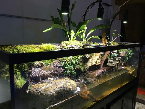 125gal turtle paludarium by Sam Rutka Turtle Paludarium, Diy Paludarium Construction, Turtle Setup, 10 Gallon Paludarium, Bioactive Dart Frog Vivarium, Turtle Tank Setup, African Rainforest, Ornate Box Turtle Habitat, Musk Turtle