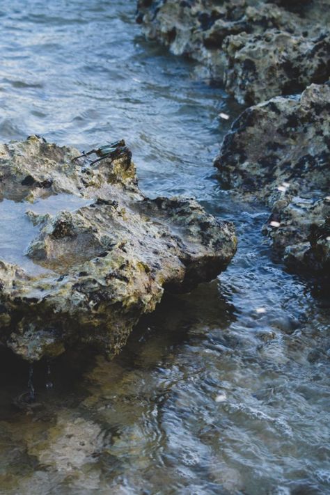 #lavarock #exposedreef #dryreef #tidepools #crabonrock #tidepooling #piratesofthecarribean #piratecore #pirateaesthetic #shore #darknautical #spookyseas Dark Tide, Environmental Scientist, Sea Sickness, D D Maps, Tide Pools, Lava Rock, Crab, Lighthouse, Fresh Water