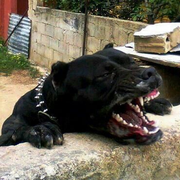 Black pitbull Pitbull Scary, Panther Pitbull, All Black Pitbull, Alabai Dog, Pitbull Dog Breed, Black Pitbull, Angry Animals, Dog Pack, Bully Breeds Dogs