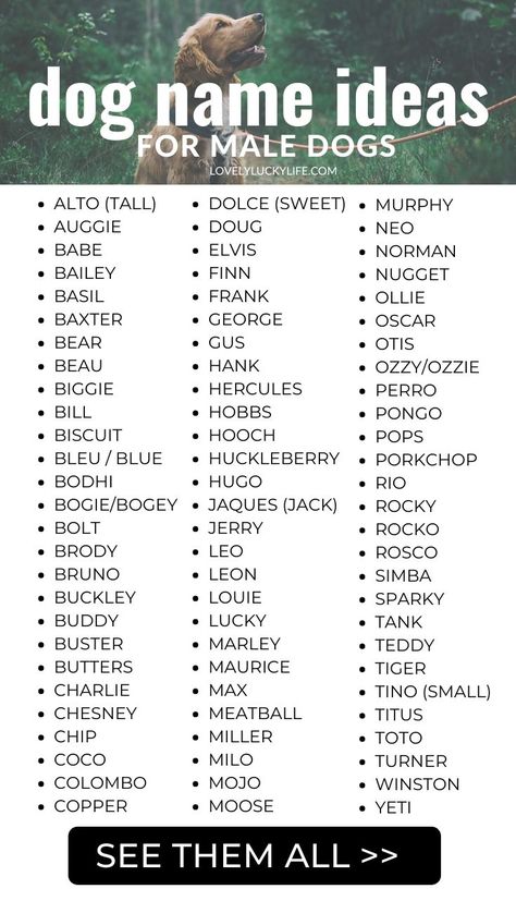 boy dog name ideas - these are really cute names for a new male puppy! Male Dog Names Unique, Puppy Names Unique, Boy Puppy Names, Dog Name Ideas, Cute Animal Names, Cute Puppy Names, Cute Pet Names, Dog Names Unique