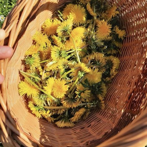 Yellow Cottagecore, Cottagecore Vibes, Dandelion Yellow, Blueberry Bushes, Dandelion Wish, Flower Therapy, My Spirit, Cottagecore Aesthetic, Spring Aesthetic