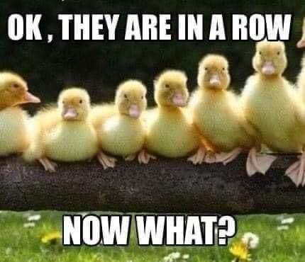 Life Happens Quotes, Rowing Quotes, Duck Quotes, Ducks In A Row, Funny Day Quotes, Happy Wednesday Quotes, Nyc Brooklyn, You Make Me Laugh, Crazy Quotes