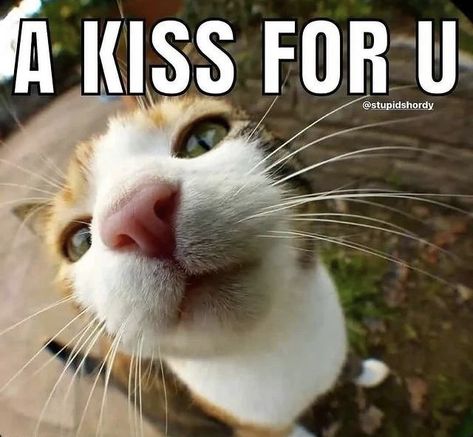 Monday Cat, Kitten Eyes, Good Night Cat, Cute Cat Memes, Happy Birthday Love Quotes, Pet Memes, Silly Cats Pictures, Meow Meow, Cute Memes