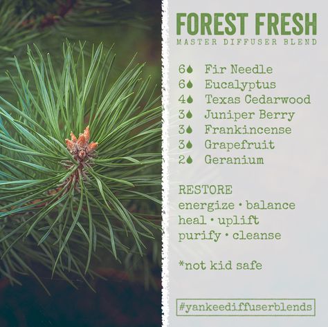 Clear you mind, forget about the weekend (ha), get energized and balance out your workweek. I'm loving this scent because it has all my favorite essential oils. The scent is a clean pine without being too evergreen. It's a great morning pick-me-up with Siberian Fir Needle, Eucalyptus, Texas Cedarwood, Juniper Berry, Frankincense, Grapefruit, and Geranium. Top that!   You get better results if you blend it and let it sit for a while for the oils to combine. Pine Needle Essential Oil, Fir Needle Essential Oil, Siberian Fir, Pine Essential Oil, Essential Oils 101, Essential Oil Diffuser Recipes, Oil Diffuser Recipes, Essential Oil Blends Recipes, Essential Oil Mixes