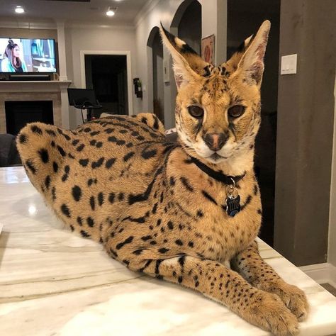 Serval Pet, Caracal Cat Pet, Savanna Cat, African Serval Cat, Caracal Cat, Savannah Kitten, Several Cat, Serval Cats, Draw Animals