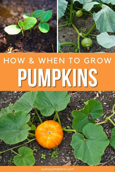 How To Grow Pumpkins In Raised Beds, Fall Harvest Garden, Fall Harvest Plants, Plants To Grow In The Fall, How To Grow Mini Pumpkins, Small Backyard Pumpkin Patch, Raised Bed Pumpkin Patch, Planting A Pumpkin Patch, Pumpkin Garden Bed