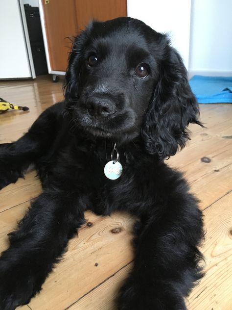 Black Cocker Spaniel Puppies, Golden Cocker Retriever, Big Dogs Breeds, Biggest Dog In The World, Biggest Dog, Black Cocker Spaniel, Cute Fluffy Dogs, Puppies Cute, Dogs Breeds