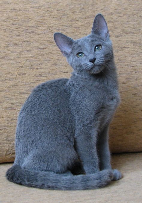 V is for … | Toby's Wrecking Crew Personality Images, Russian Blue Cat Personality, Russian Blues, Cat Personality, Russian Cat, Nebelung, Cat Personalities, Korat, Russian Blue Cat