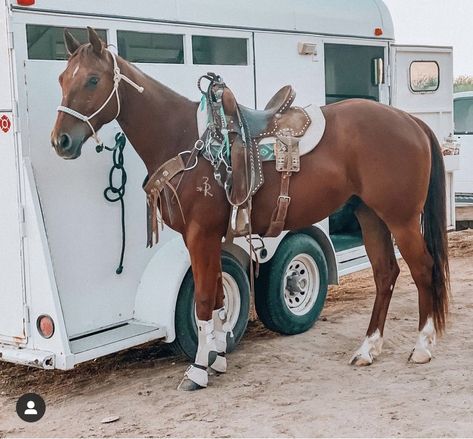 Barrel Racing Tack Rodeo, Horses Funny, Western Horse Riding, Funny Horse Pictures, Barrel Racing Saddles, Cute Horse Pictures, Baby Farm Animals, Barrel Racing Horses, Majestic Creatures