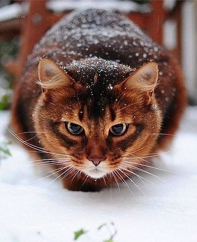 time for the winter coat!  THOSE EYES!!! Can Your Pet, Somali Cat, Cat Reference, Gorgeous Cats, Red Cat, Cat Photography, Cat Boarding, Warrior Cat, Domestic Cat