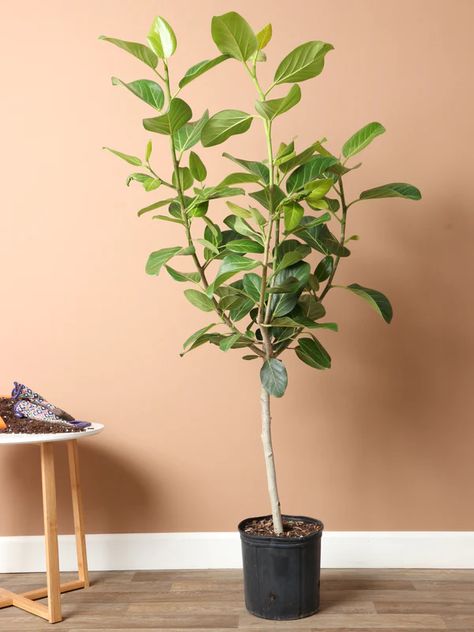 Want plants delivered to you in NYC or NJ? Get plants delivered the very next day with Dahing Plants, your favorite local plant shop! Audrey Ficus, Ficus Benghalensis, Ficus Audrey, Olive Foliage, Plant Delivery, Floor Plants, Front Steps, Fiddle Leaf, Taking Advantage