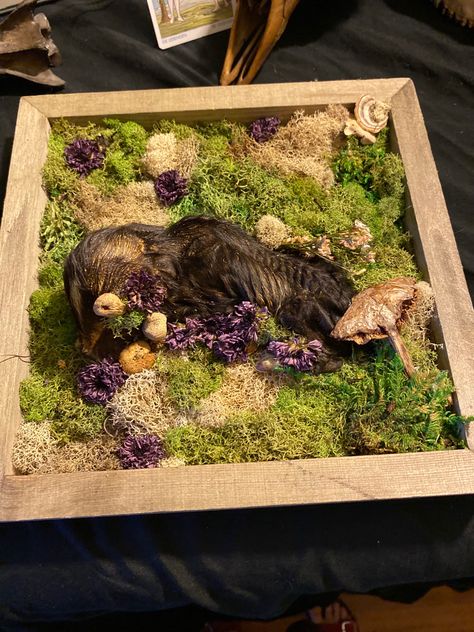 Mummified piglet shadow box with dried flowers and mushrooms! Shadow Box With Dried Flowers, Flowers And Mushrooms, Taxidermy, Shadow Box, Dried Flowers, Alabama, Stuffed Mushrooms, Boutique, Flowers