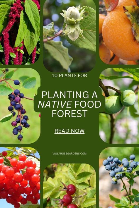 10 Native Plants For a Food Forest Forrest Food Garden, Diy Food Forest, Food Forest Layout, Native Plant Garden Design, American Hazelnut, Food Forests, Victory Gardens, Sustainable Homestead, Food Forest Garden