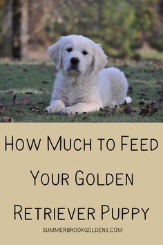 Learn how much to feed your growing Golden Retriever puppy in order to improve his chances at a healthy life as an adult. Golden Retriever Food Chart, How Much To Feed A Puppy, Training A Golden Retriever Puppy, Golden Retriever Puppy Training, Golden Retriever Training, Old Golden Retriever, Puppy Time, Dog Advice, Growth Charts