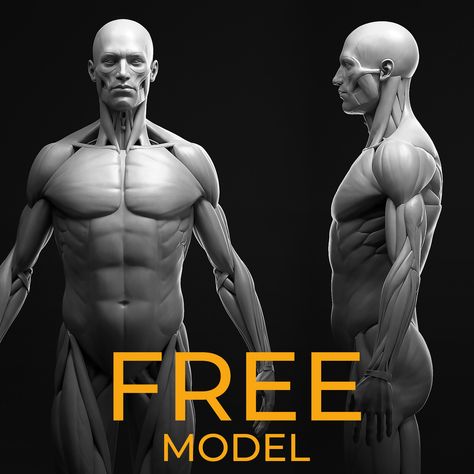 Male Anatomy Study, Dmitry Fedorov on ArtStation at https://www.artstation.com/artwork/0nLnE4 Anatomy For Sculptors Torso, Male Body Anatomy, Male Anatomy Study, Anatomy Learning, Anatomy For Sculptors, Zbrush Anatomy, Male Anatomy, Career Ideas, Zbrush Tutorial