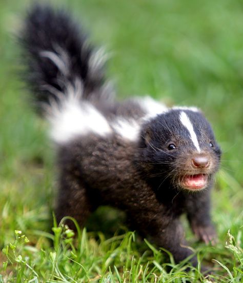 Skunk Drawing, Pet Skunk, Skunk Smell, Stripe Hair, Baby Skunks, Skunk Hair, Allergy Season, Skunk Stripe, Cute Pets