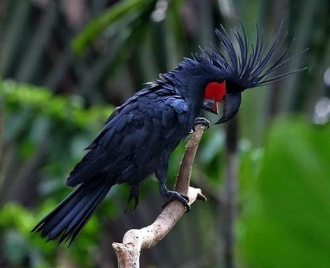 Palm Cockatoo, Amazon Birds, Australian Parrots, Rare Birds, Parrot Bird, All Birds, Pretty Birds, Animals Of The World, Bird Watching