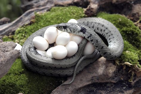 From Egg to Animal | TimeForKids Animal Eggs, Snake Grass, Water Snakes, Grass Snake, Animal Behaviour, Egg Pictures, Snake In The Grass, Venomous Snakes, Nature Picture